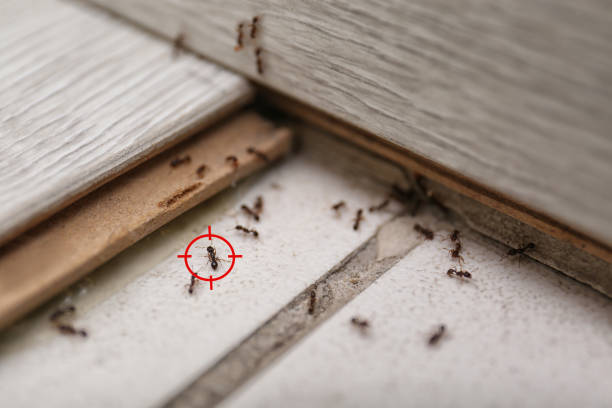Best Commercial Pest Control Services  in Burlington, VT